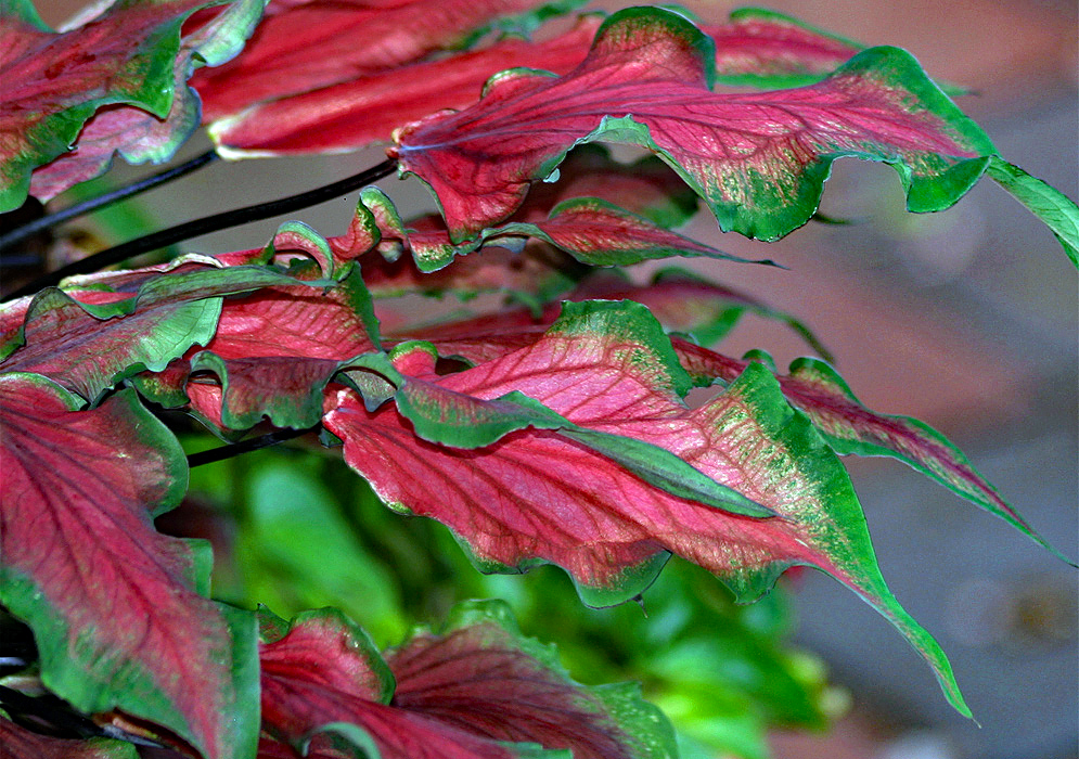 Red Caladium leaves with green border