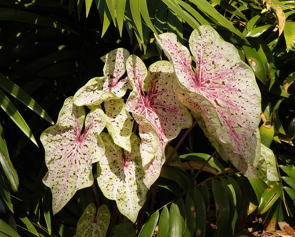 White Caladium leaves with pink spots and red veins