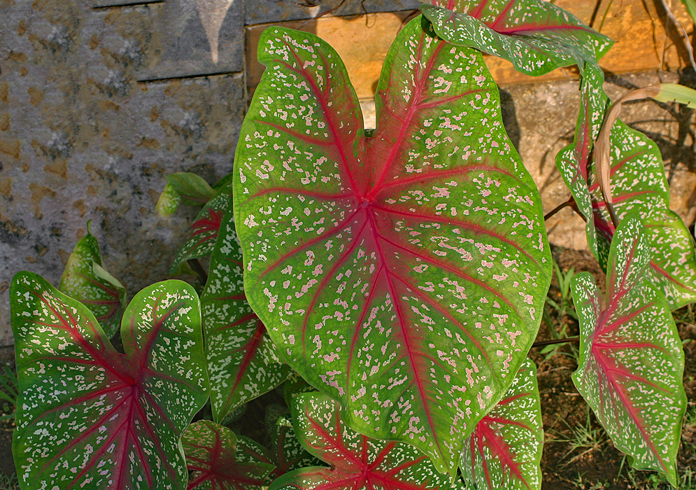 Green Caladium leaf with pink spots and red veins