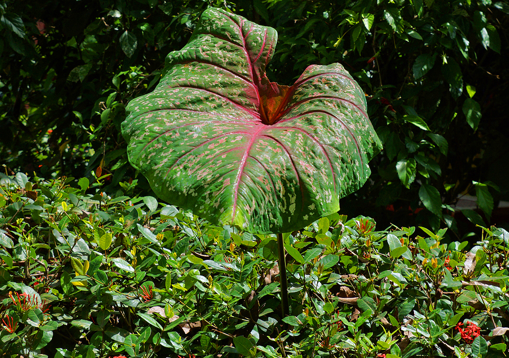 A large Caladium leaf with pink veins rising above a bush