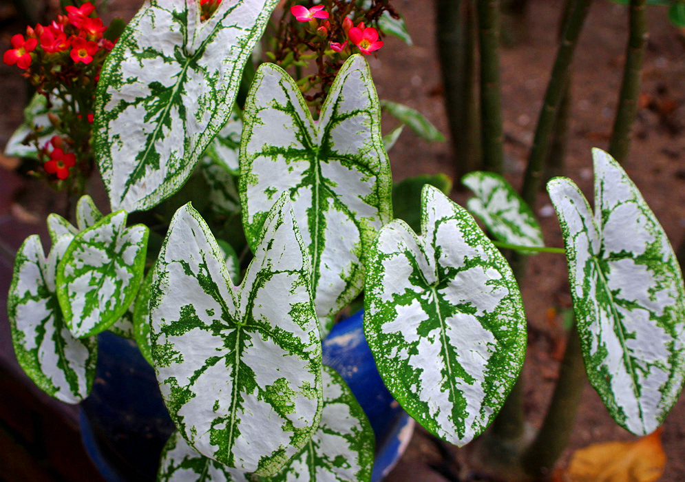 White Caladium leaves with green veins and spots