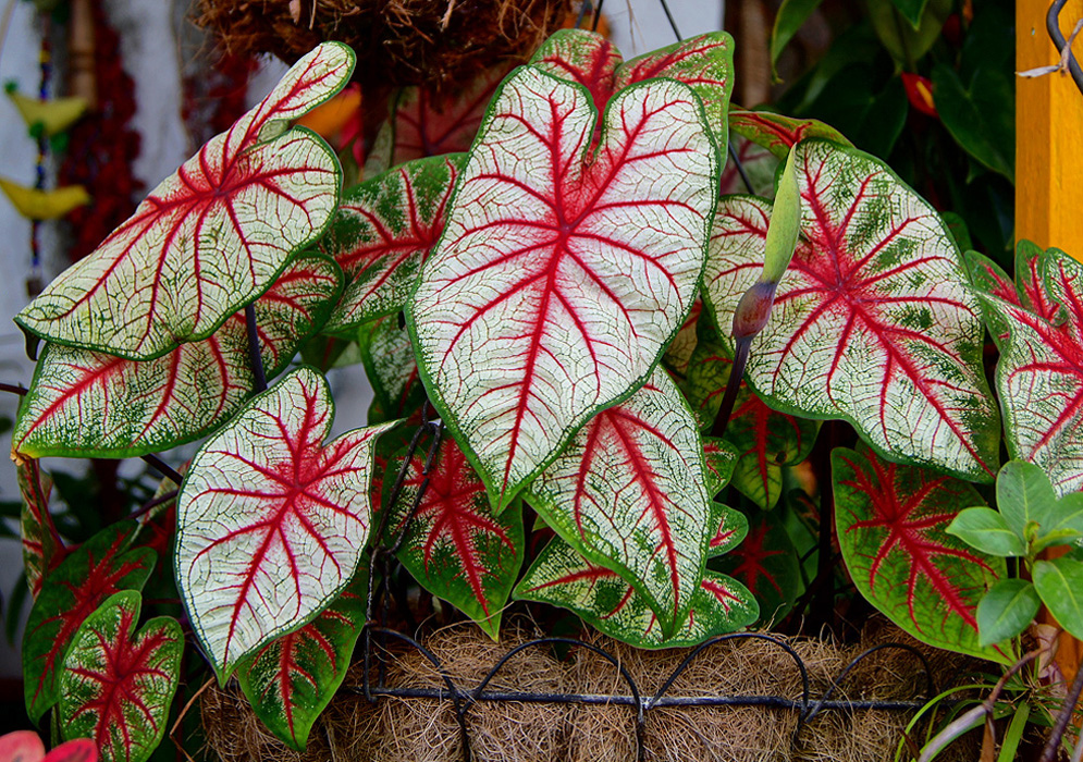 White Caladium leaves with dark red vains and green border