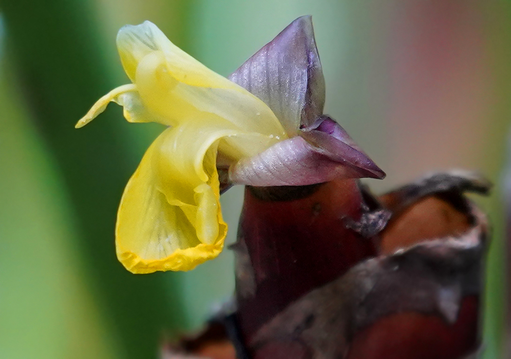 Yellow Calathea lutea flower