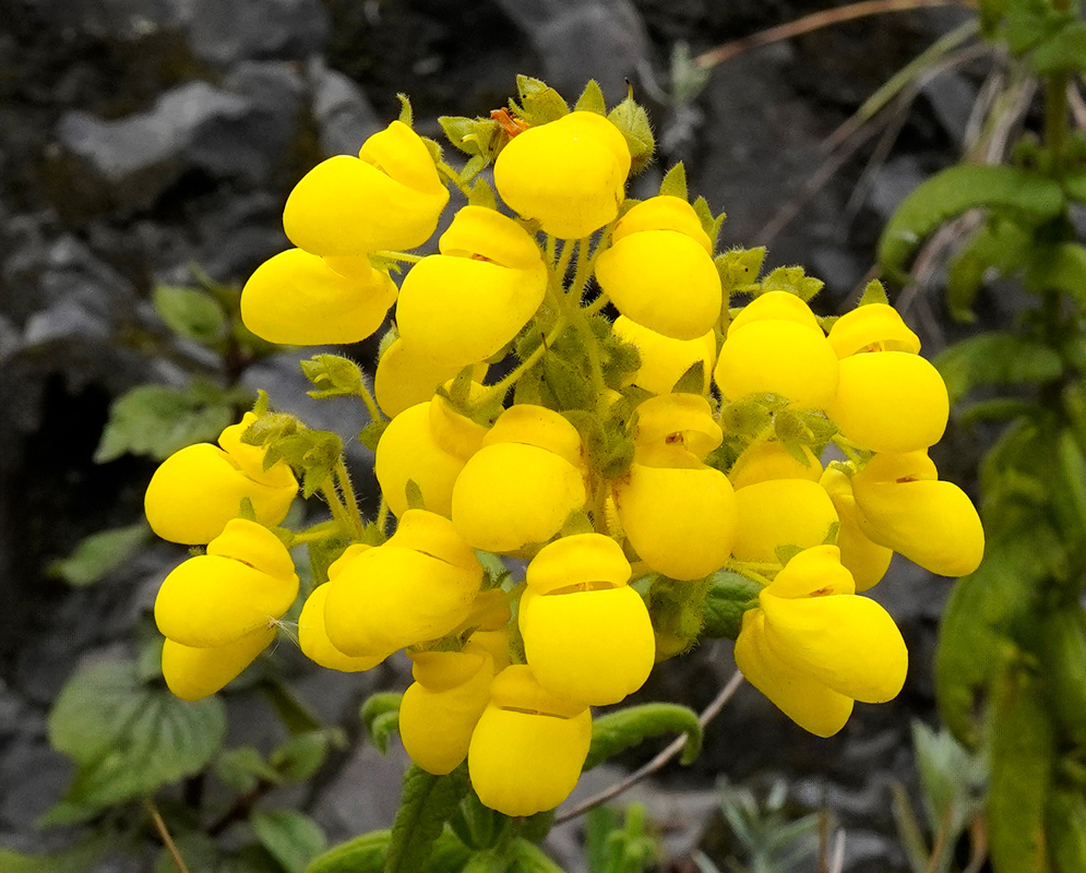 Close-up of a cluster of bright yellow pouch-shaped flowers of Calceolaria crenata, showing fine hair-covered stems and buds against a rocky background