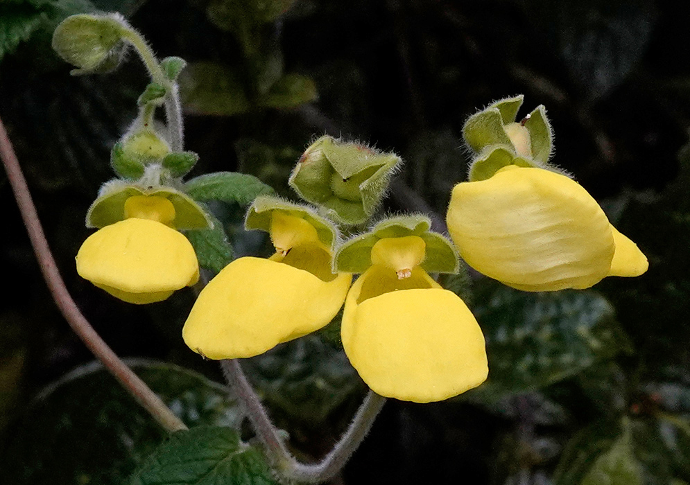 Close view of Calceolaria lamiifolia showing four nodding, pouch-shaped yellow flowers with hairy green calyces and bracts on a fuzzy stem against dark foliage