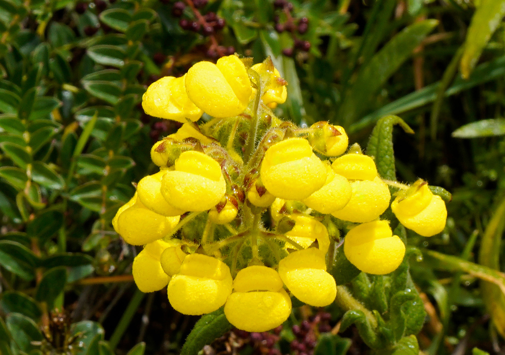 Close-up of Calceolaria microbefaria showing a dense cluster of bright yellow, pouch-shaped flowers with fine surface texture, growing among green alpine vegetation