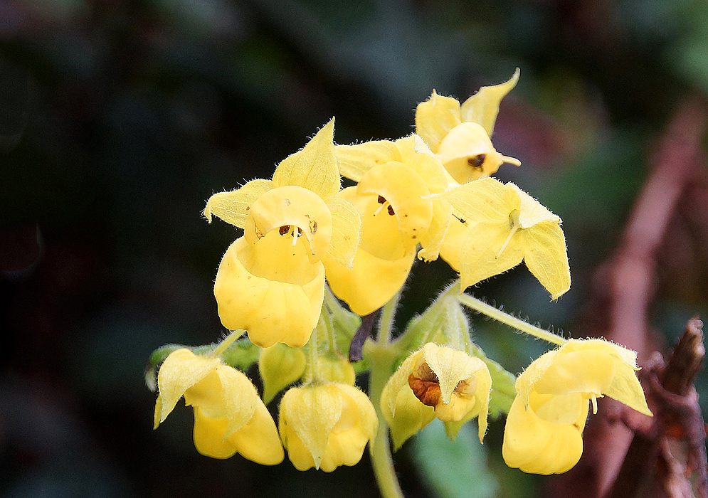 A cluster of yellow Calceolaria perfoliata flowers