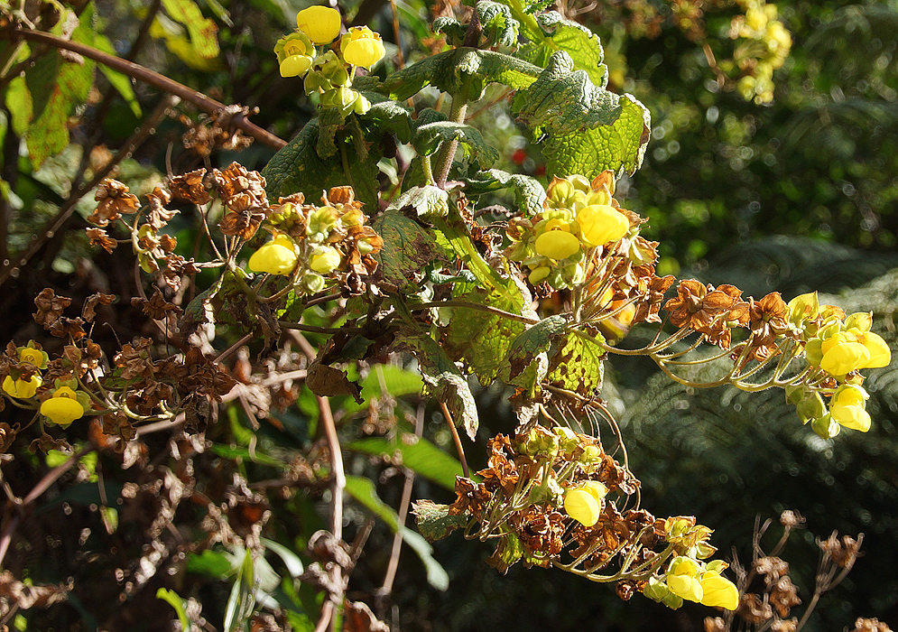 Yellow Calceolaria perfoliata flowers in sunlight