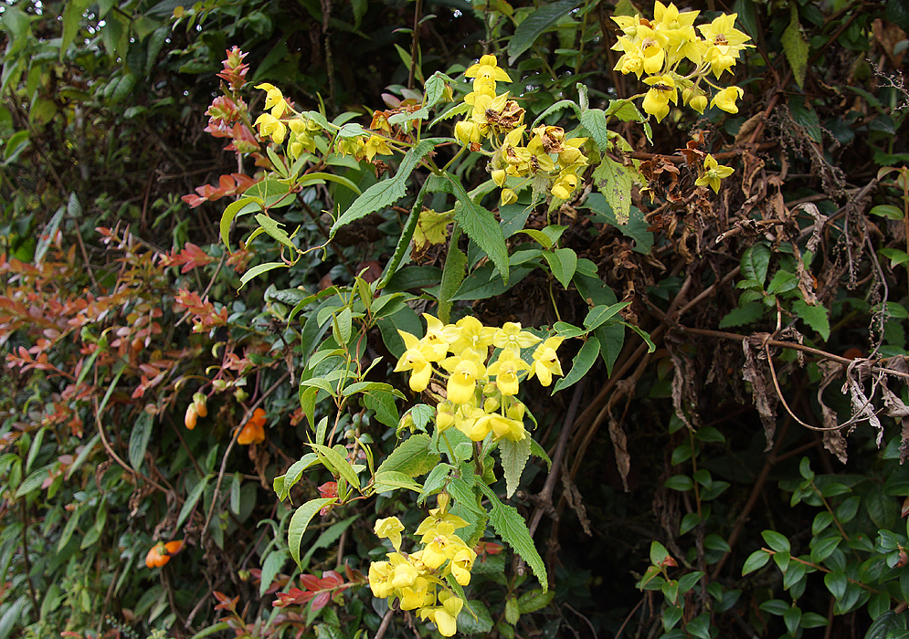 Yellow flowers of a Calceolaria perfoliata branch