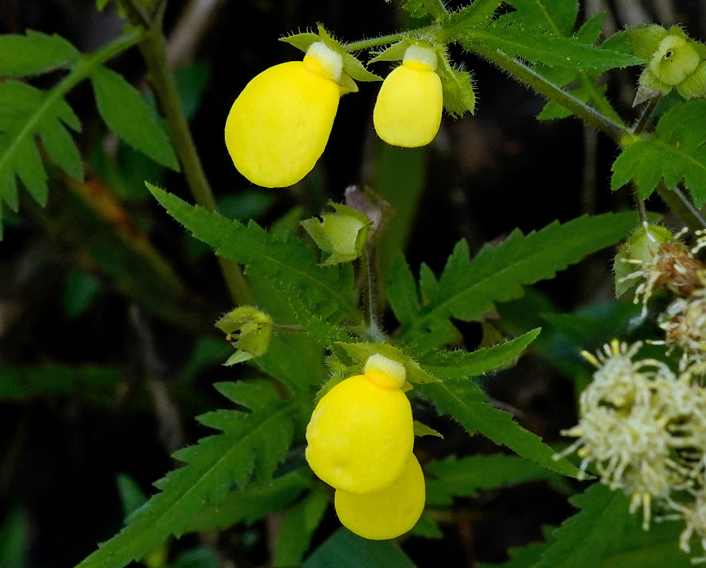 Calceolaria tripartita Close-up view of Calceolaria tripartita showing three inflated, bright yellow pouch-shaped flowers emerging from green serrated foliage