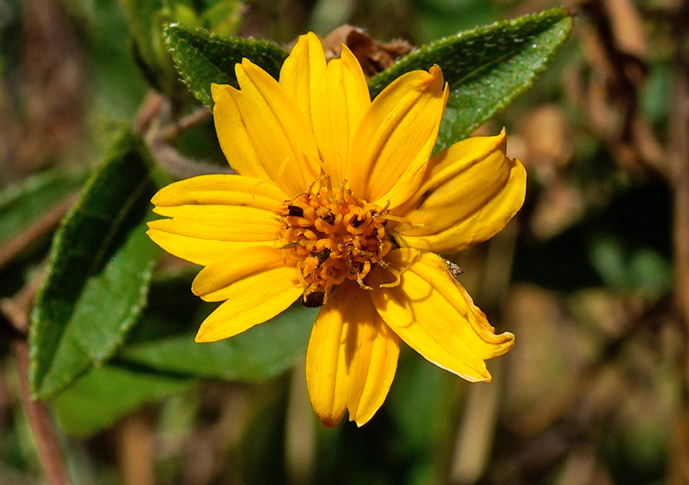 Bright yellow flower of Calea urticifolia with numerous narrow petals radiating from a densely packed central disk, surrounded by green textured leaves