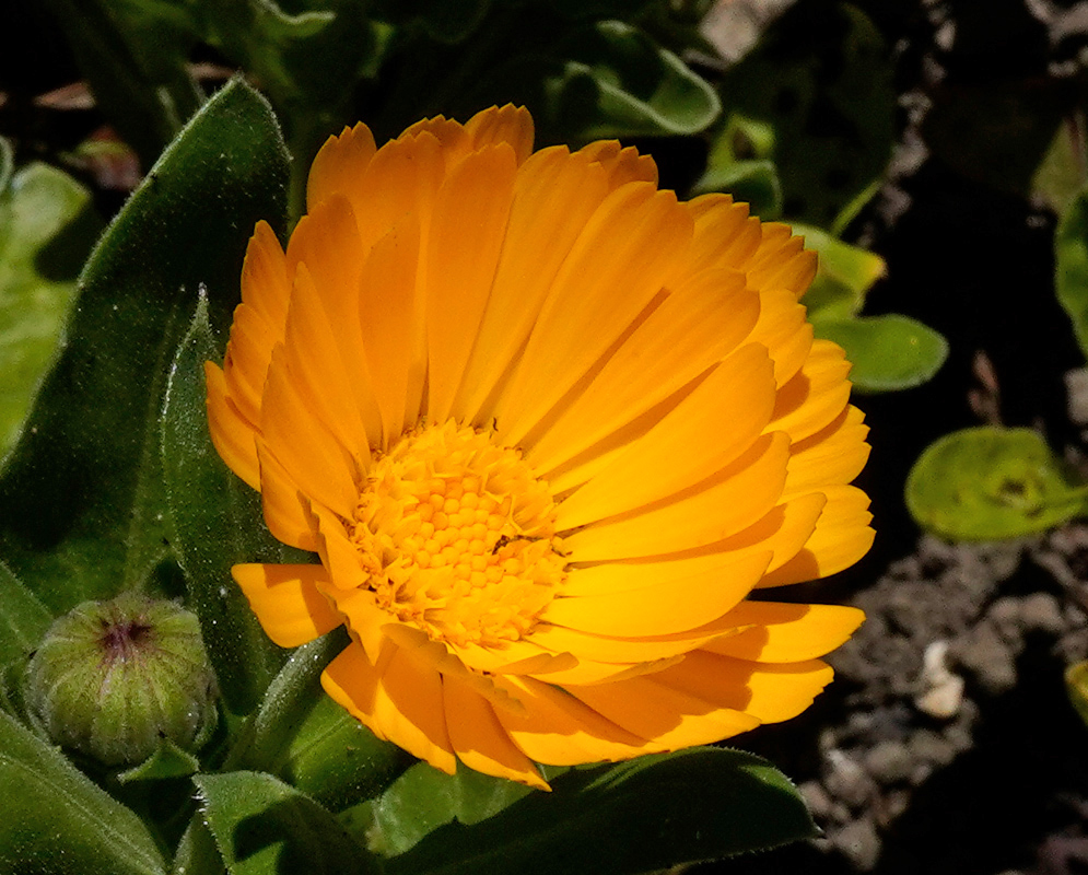 Calendula officinalis Orange Flowerhead A perfectly shaped Calendula officinalis flower with vivid orange petals and a compact yellow center, captured from above
