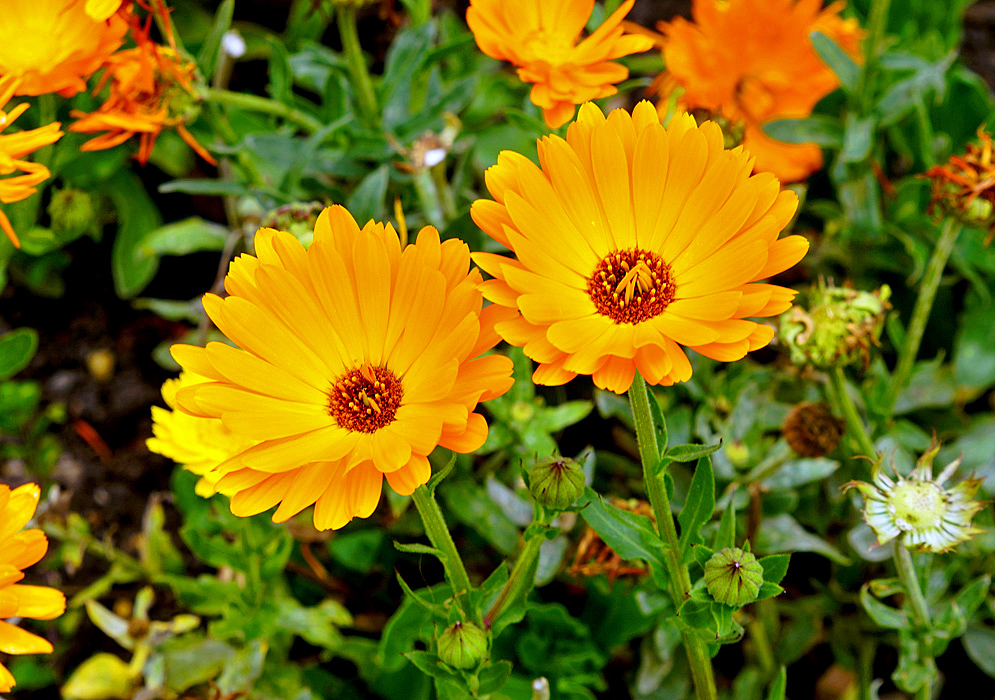 Two yellow-orange calendula officinalis flowers with green buds