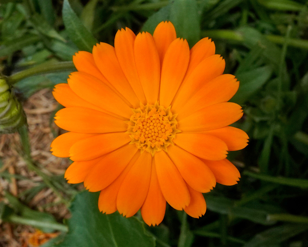 Calendula officinalis Orange Bloom A single Calendula officinalis flower with bright orange petals radiating around a textured yellow center, surrounded by fuzzy green leaves