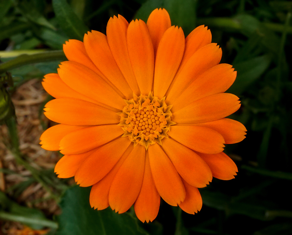 Orange flower with a yellow disk
