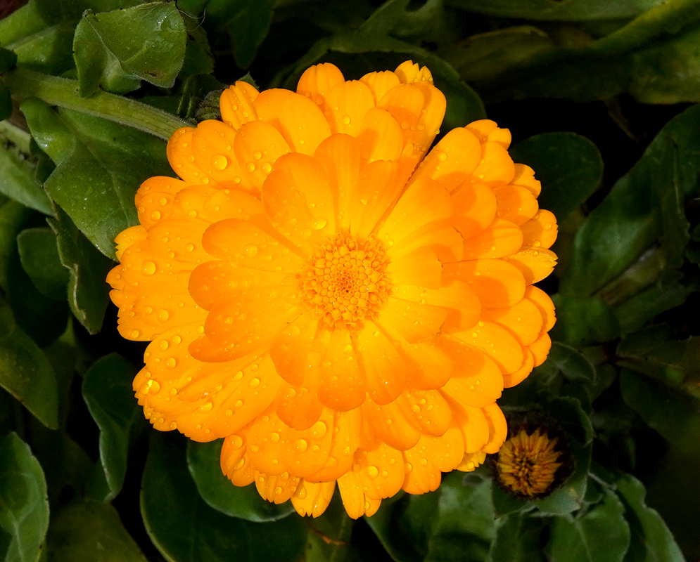 Calendula officinalis with Raindrops An overhead view of a Calendula officinalis flower with dew-covered orange petals arranged symmetrically over dark green foliage