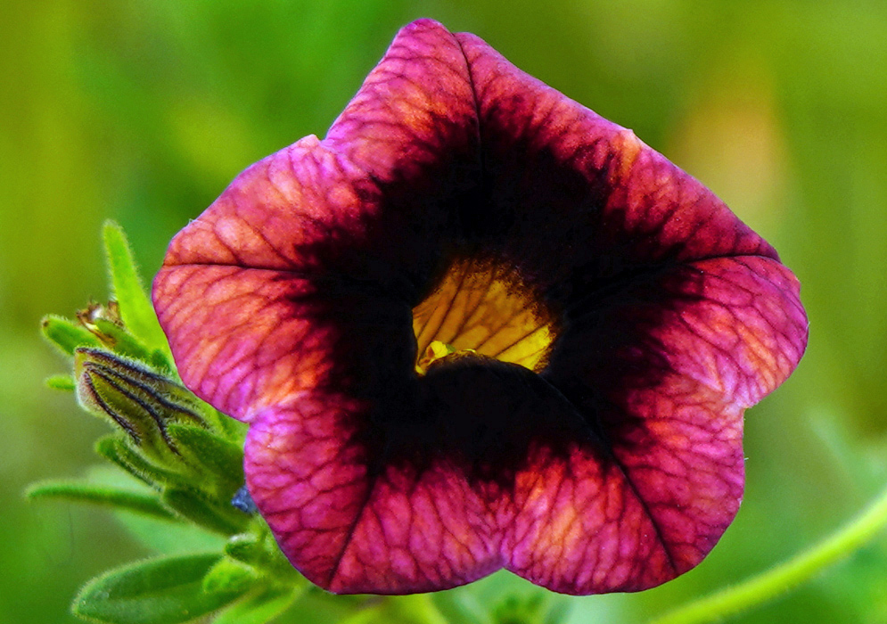 Calibrachoa red flower with black center and a yellow throat