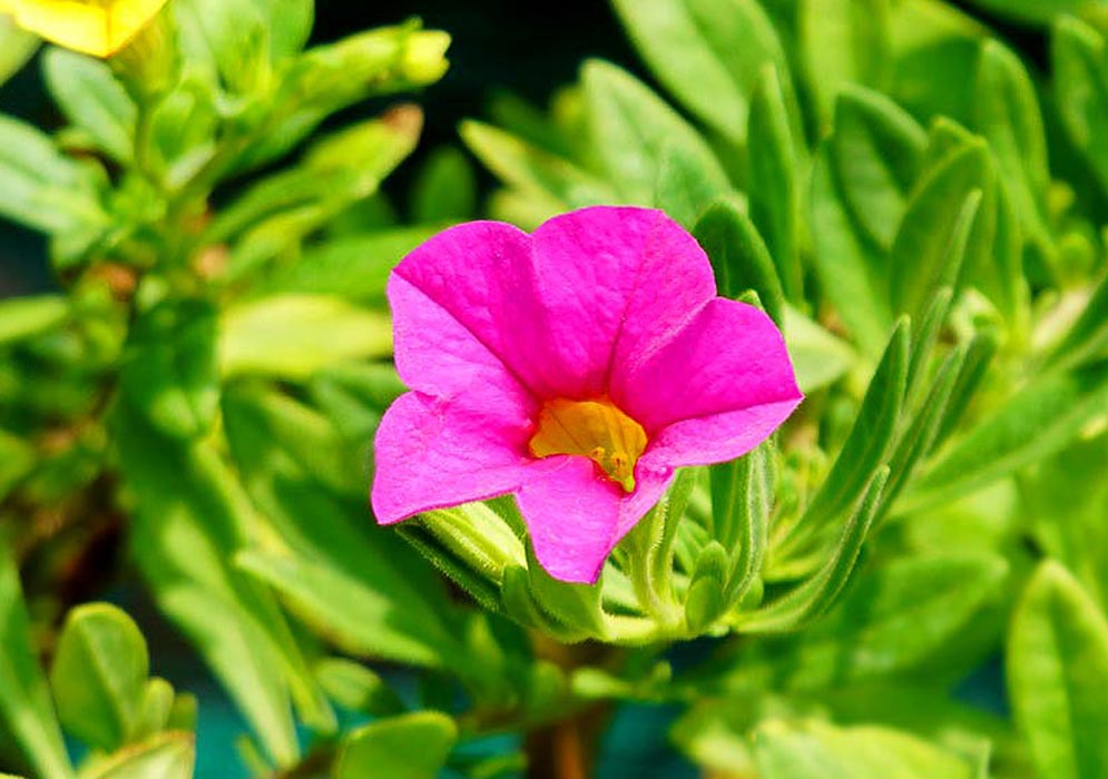 A pink Calibrachoa flower with a yellow throat in sunlight