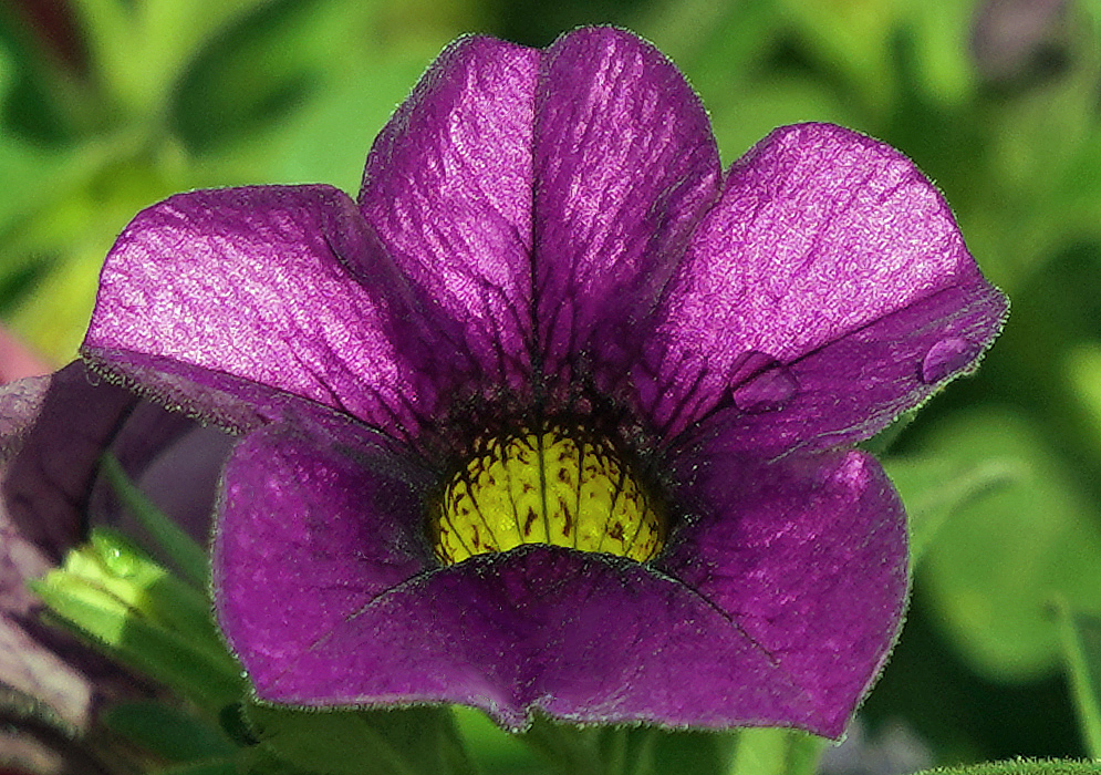 Calibrachoa purple flower with a yellow throat