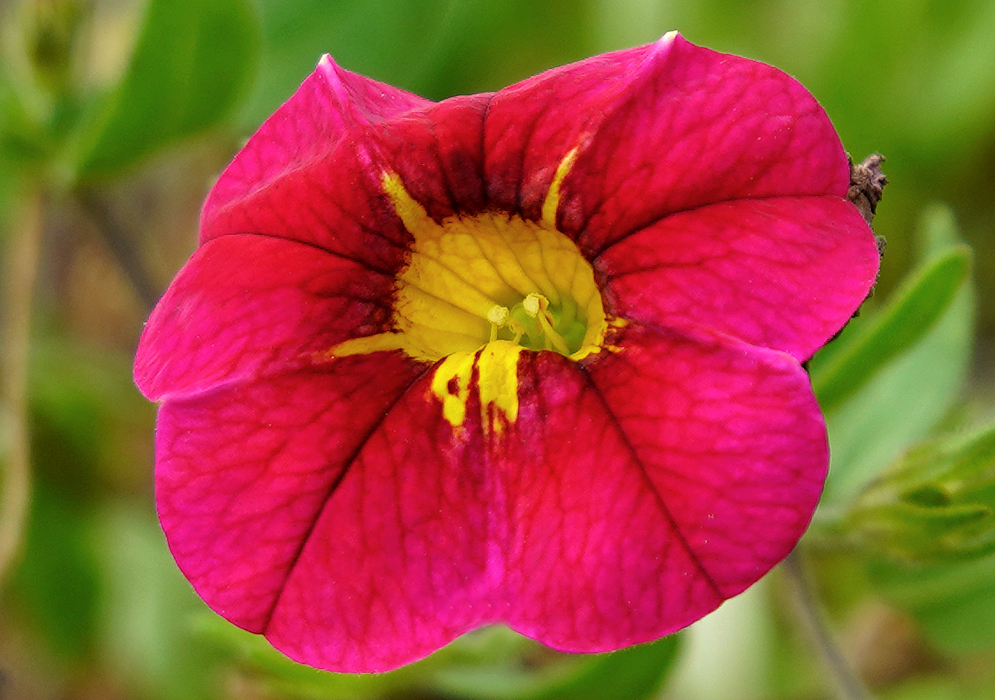 Calibrachoa red flower with a yellow throat