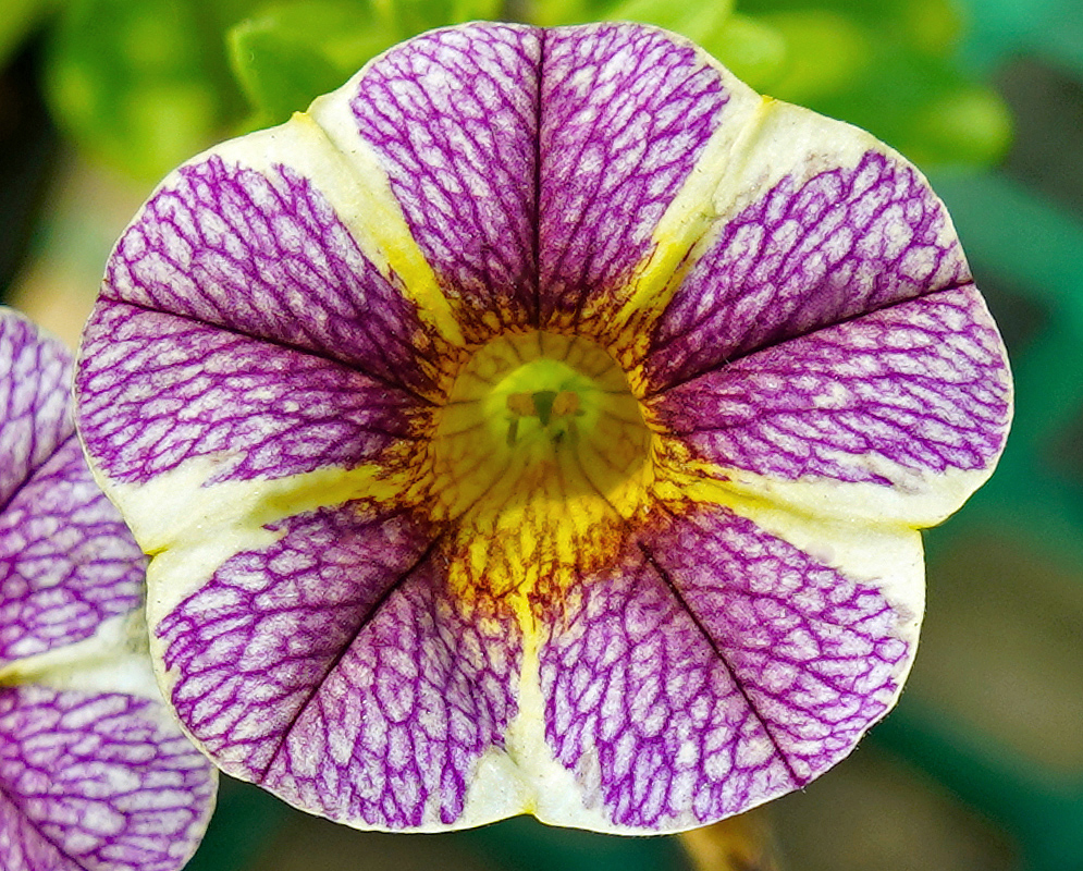 Calibrachoa flower with purple, yellow and cream colors