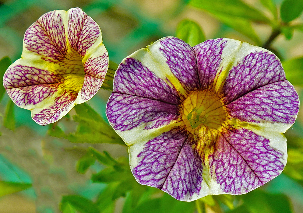 Calibrachoa flowers with purple, yellow and cream colors