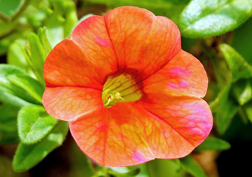 Orange Calibrachoa flower with pink markings and a yellow throat