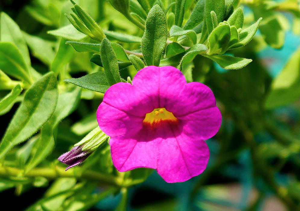 A pink Calibrachoa flower with a yellow throat and anthers