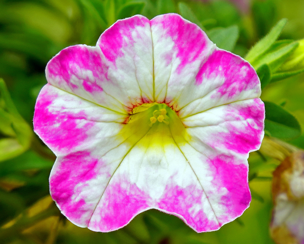 White and pink Calibrachoa flower with a yellow throat and yellow anthers