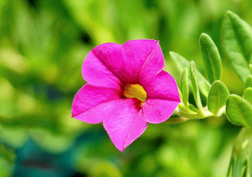 A pink Calibrachoa flower with a yellow throat