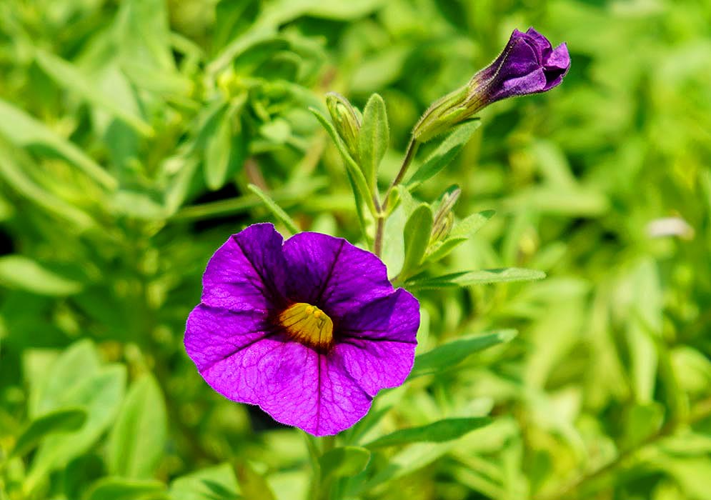 A purple Calibrachoa flower with a yellow throat and anthers