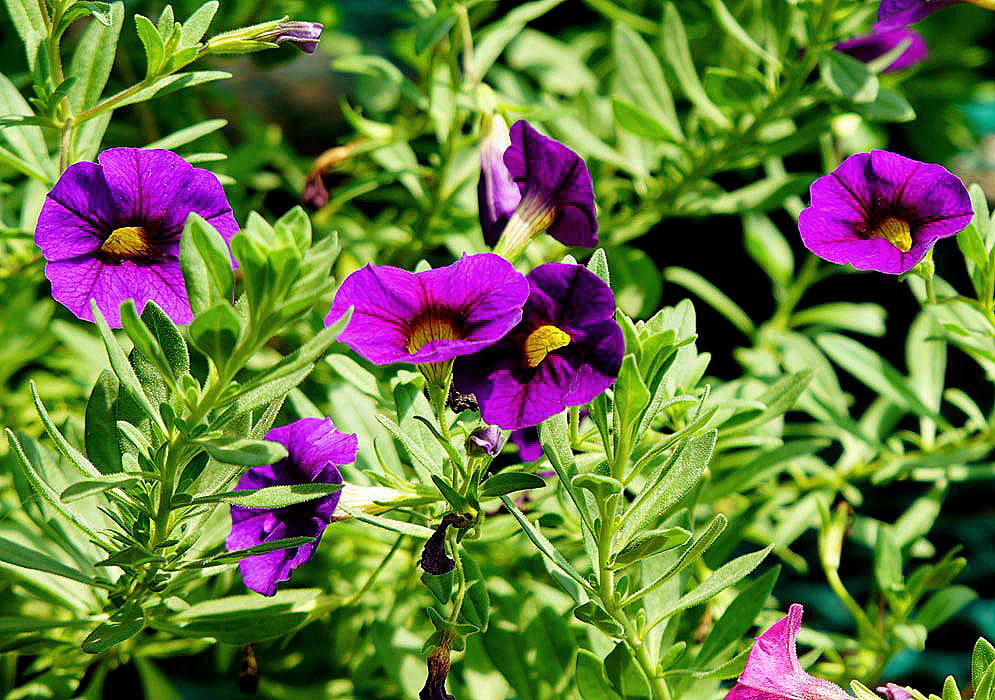 Purple Calibrachoa flowers with a yellow throats in sunlight