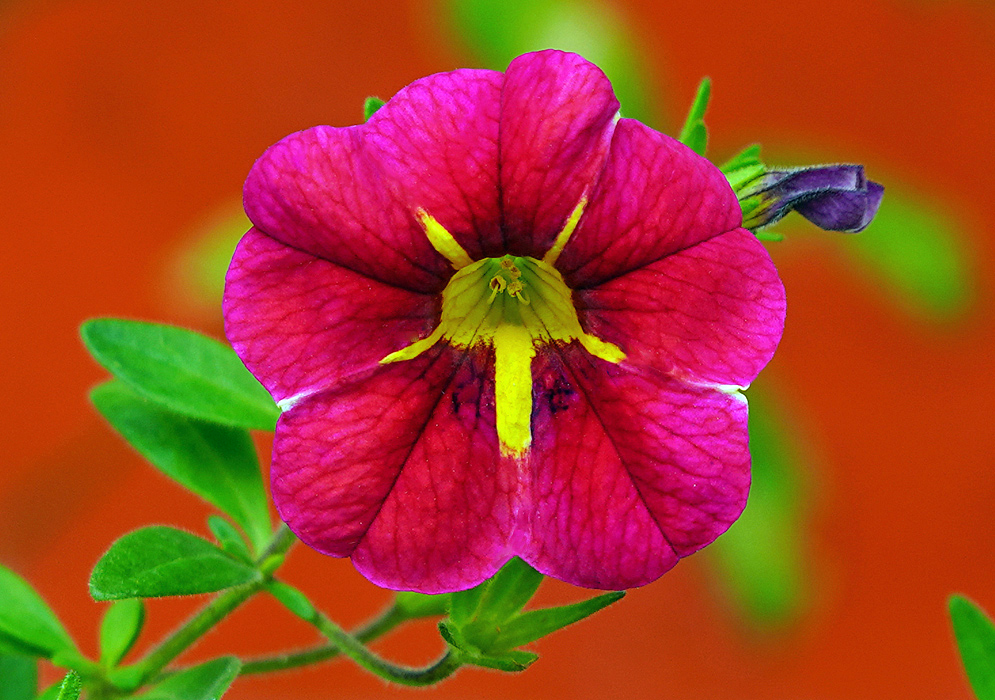 Red Calibrachoa flower with a yellow center in front of an orange wall