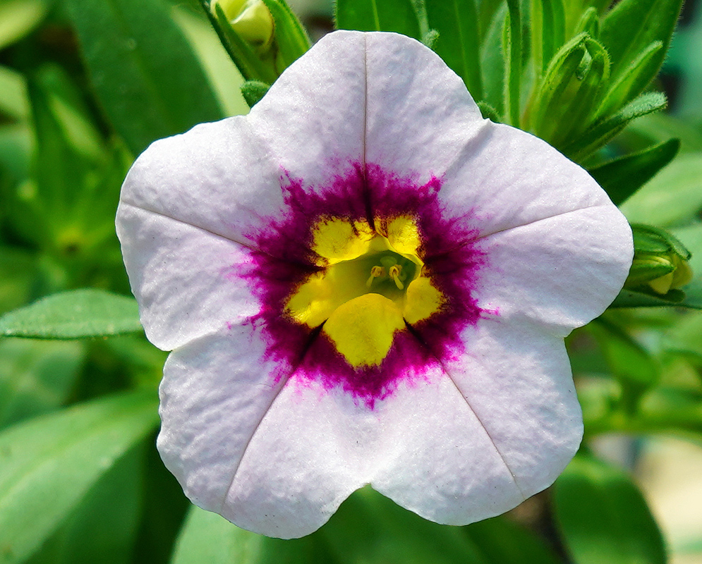 White and purple Calibrachoa flower with a purple center and a yellow throat