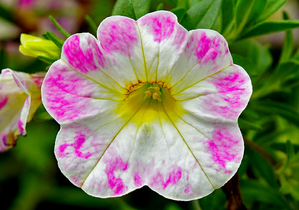 White and pink Calibrachoa flower with a yellow throat