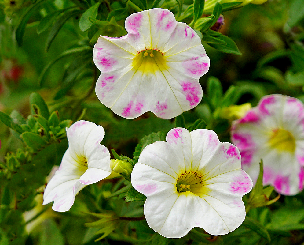 White and pink Calibrachoa flowers with yellow throats