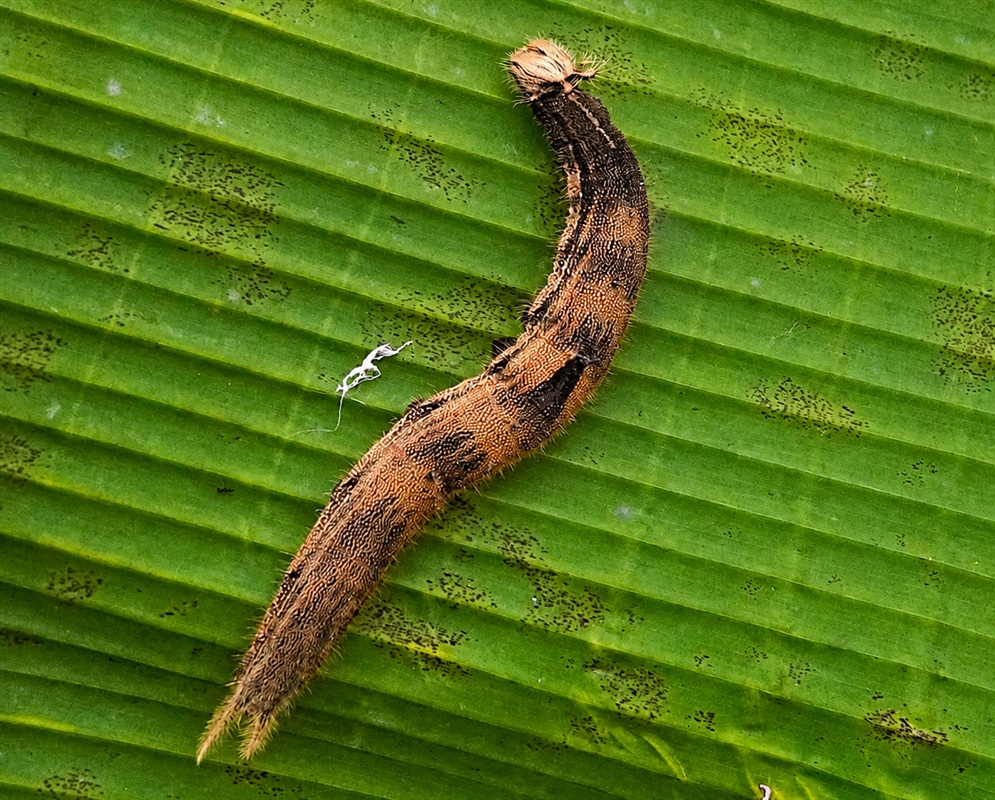 A long brown Caligo eurilochus caterpillar lies along the ribbed surface of a green leaf