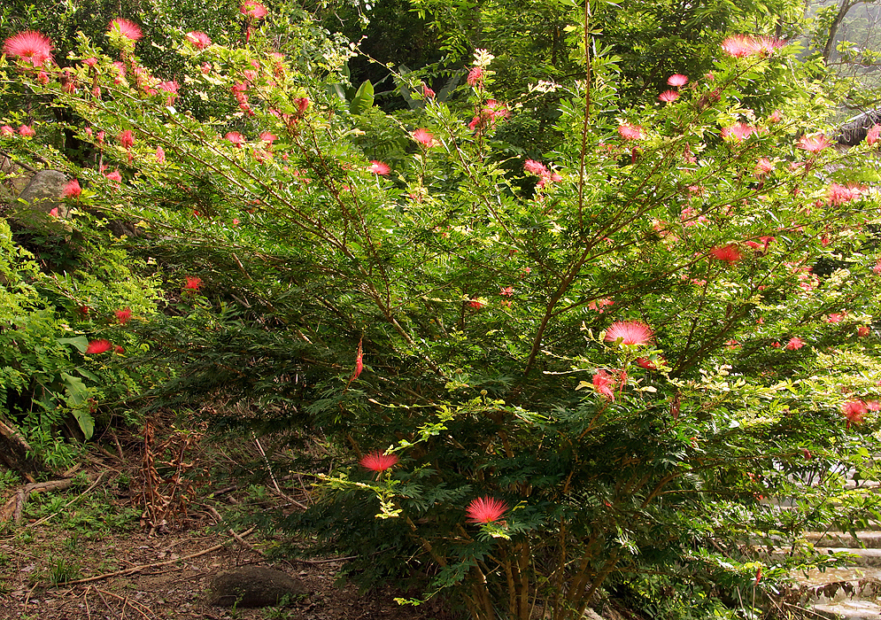 Calliandra antioquiae bush with flowers