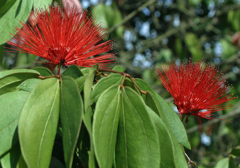 Two red Calliandra trinervia flowers