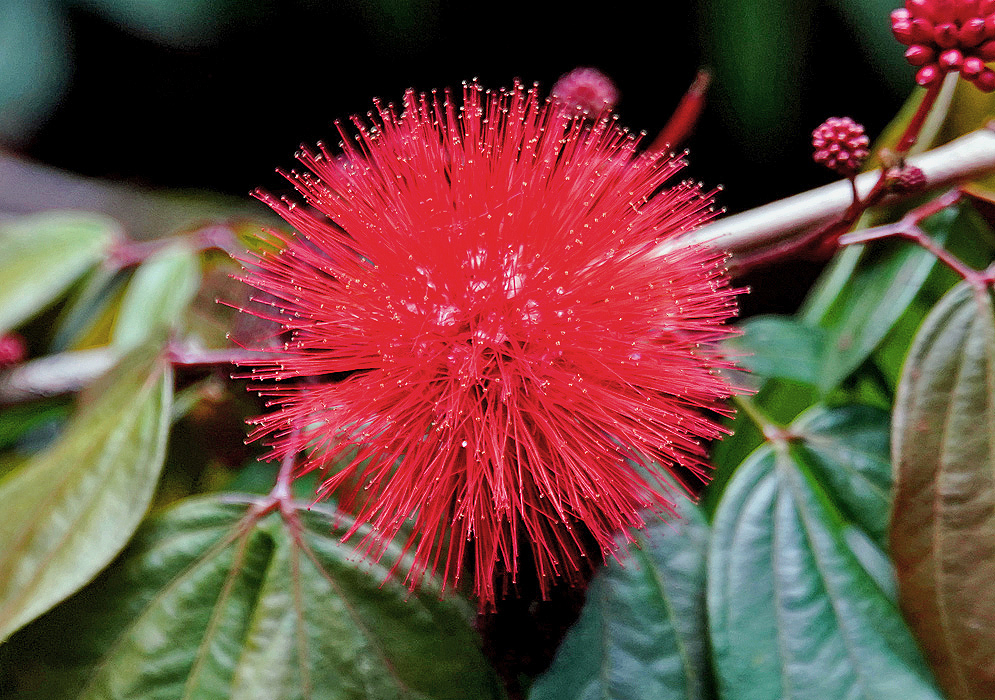 Calliandra trinervia with a cylinder inflorescence with long slender bright red stamens 