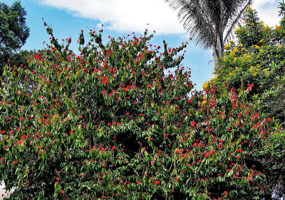 Calliandra trinervia tree with red flowers