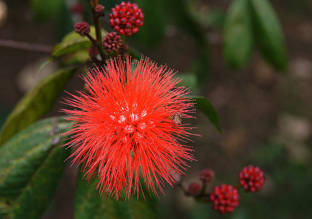Calliandra trinervia with a cylinder inflorescence with long slender red stamens 