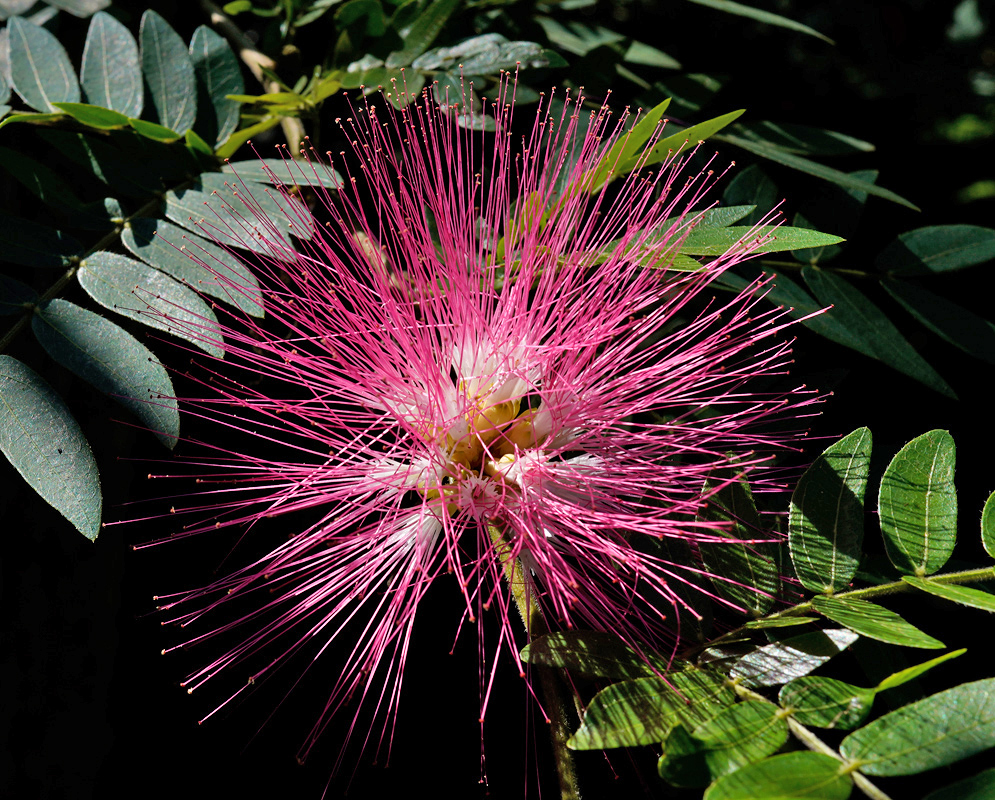 Calliandra haematocephala Pink Bloom A bright pink Calliandra haematocephala flower in full bloom with dense bristles of stamens spreading in every direction, set against deep green leaves