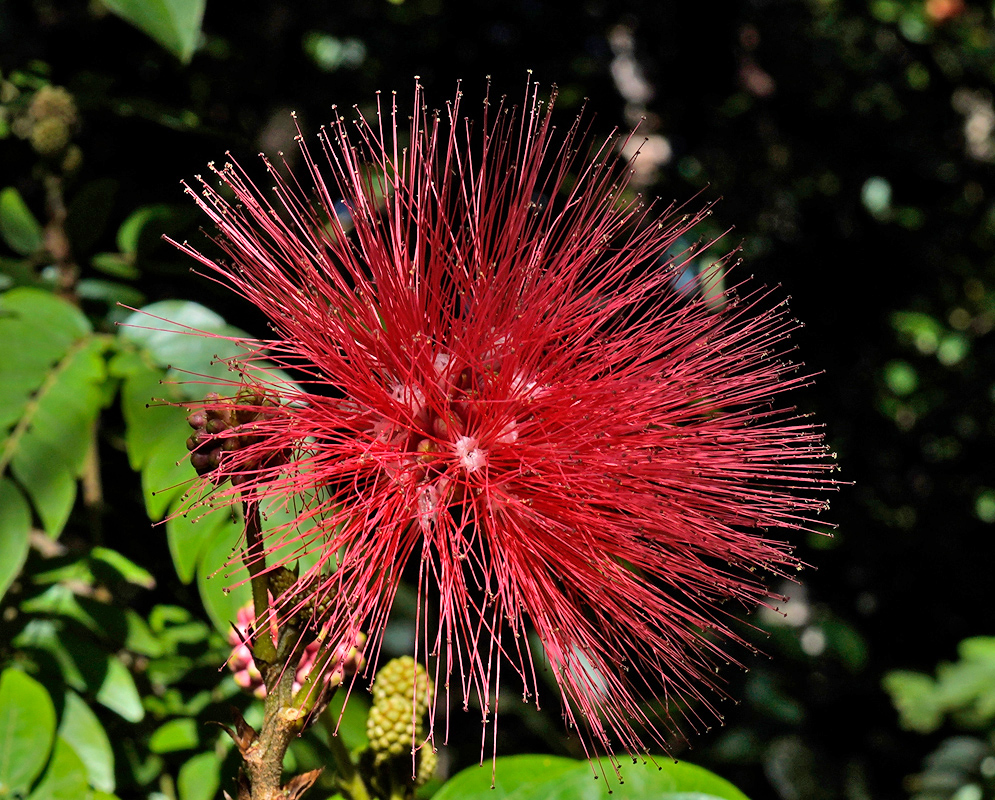 Calliandra haematocephala Red Flower A fiery red puffball bloom of Calliandra haematocephala bursting with fine, hair-like stamens and partially shaded by dark green leaves
