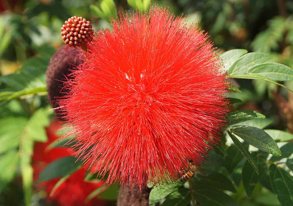 Calliandra haematocephala with a cylindrical inflorescence with long red stamens 