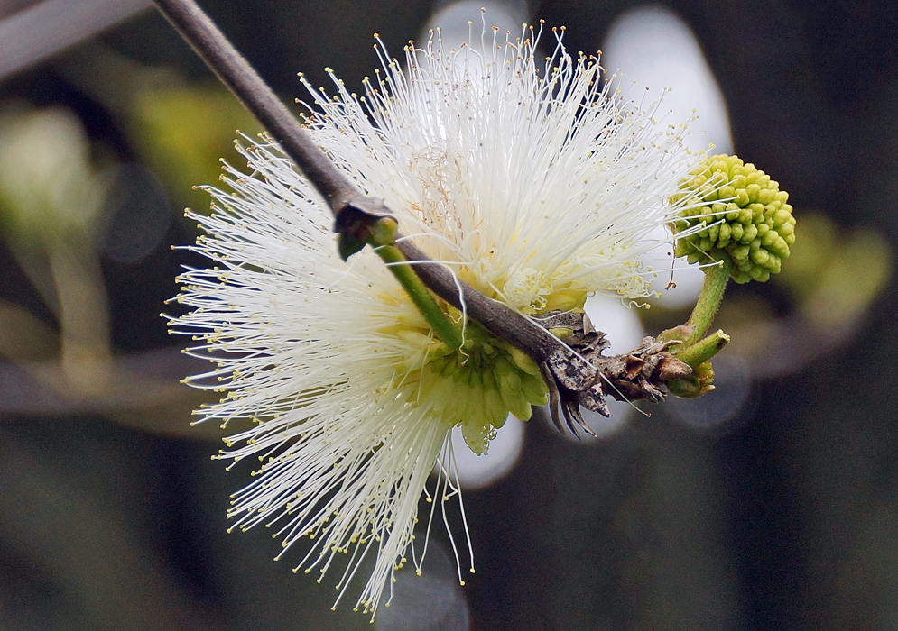 Calliandra haematocephala with a cylindrical inflorescence with long white filaments and yellow anthers and a cluster of green flower buds