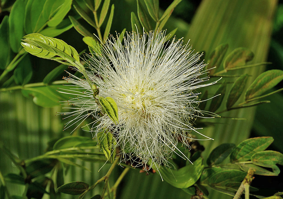 Calliandra haematocephala with a cylindrical inflorescence with long white filaments and yellow anthers