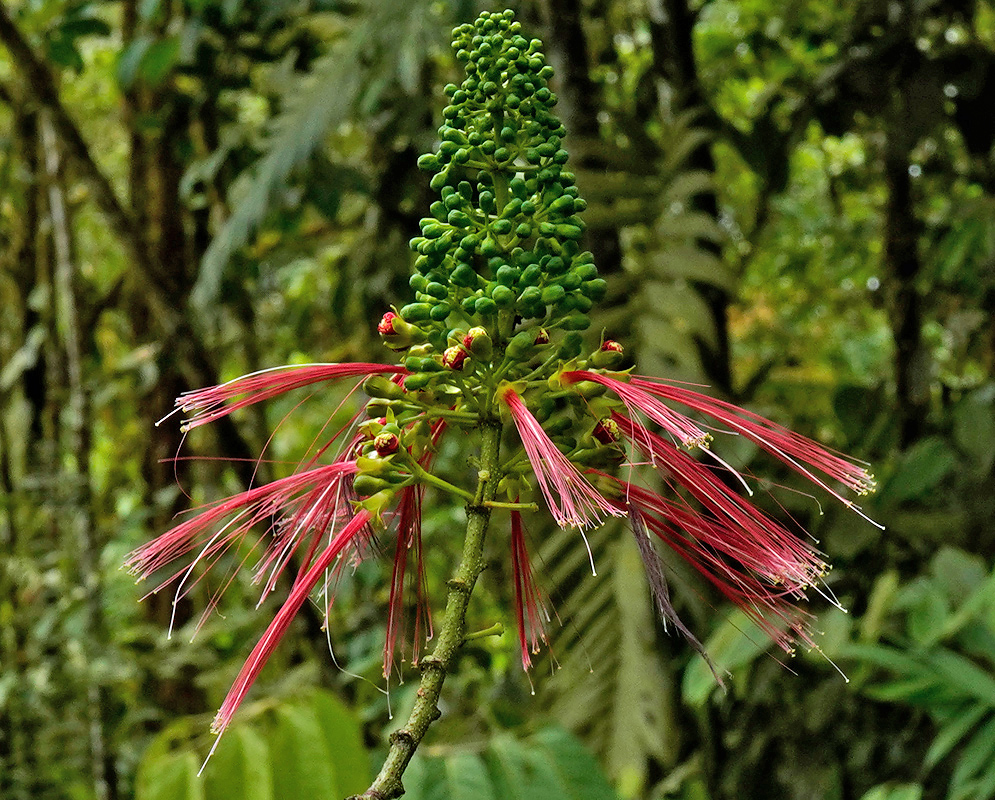 A tall inflorescence of Calliandra houstoniana with unopened green buds at the top and several open red flowers displaying long, thread-like stamens extending outward
