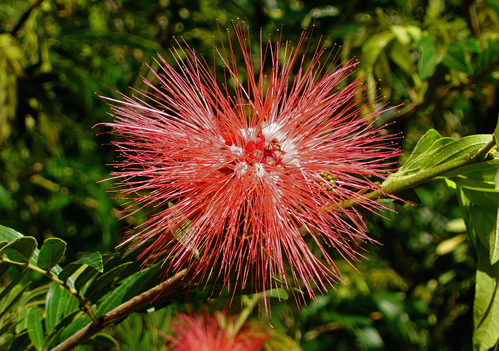 Calliandra medellinensis red flower in sunlight