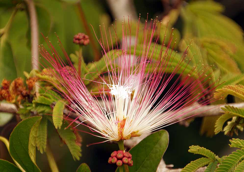 Pink and white Calliandra magdalenae flower 